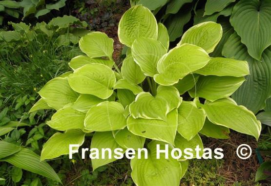 Hosta Sea Dream